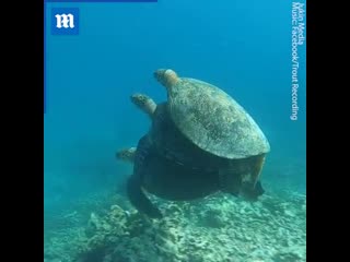 Fake fact when turtles piggyback, they do that to preserve warmth