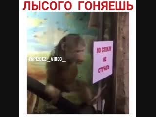 Лысого гоняешь?