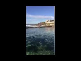 Melissa hatheier filmed wrestling shark in cronulla ocean pool