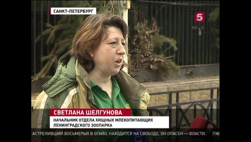 Африканские львы из ленинградского зоопарка впервые стали родителями