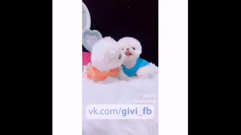 Котята и tik tok, тик ток, like, юная, няша, молодые, модель, домашнее, тверк, топ, секс, periscope, перископ, школьница