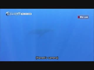Finally, their first true encounter with the whales under the sea ! secretsofwildlife ep2 leehanee infinite l leeseongyeol par