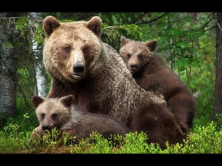 Утро мамы медведицы и ее непослушных медвежат