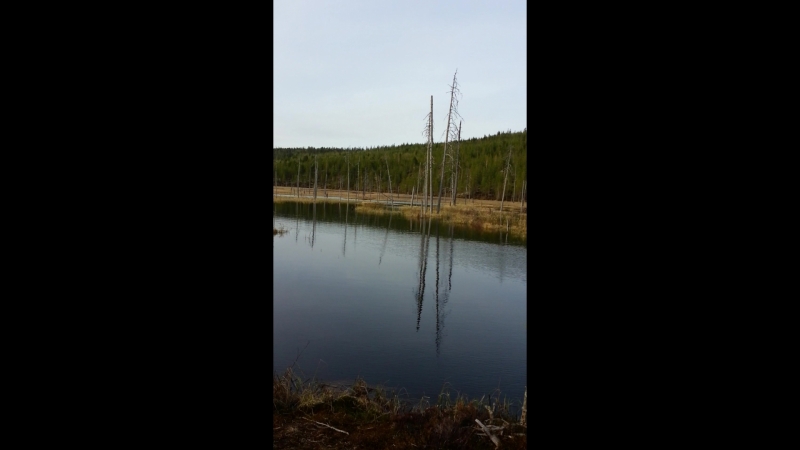 Подстрелил двух уток