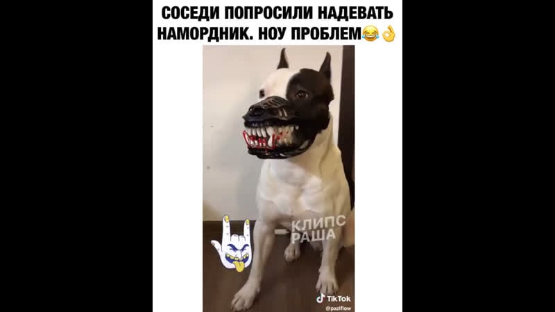 Соседи попросили надеть псу намордник