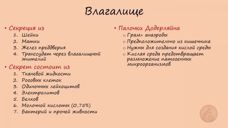 Гинекология анатомия женских половых органов (только для медиков)