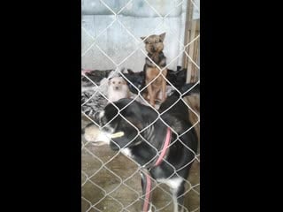 Дама и бусик