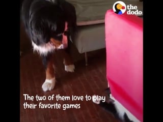 Today on odd couples, watch how this dog and cat's little games have gotten cuter and cuter over the years