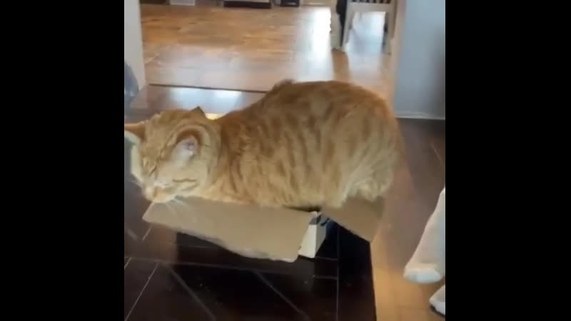 Ну дайте ему уже нормальную коробочку!