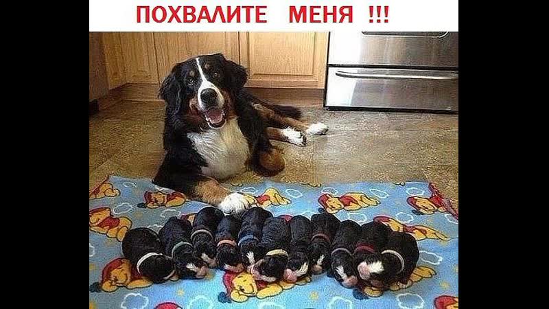 Похвали молодые что принесла столько щинков на счастье хозяину