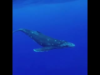 Ocean is freedom on instagram “sound on!! 🔊 a baby #humpback sings a beautiful melody as he casual