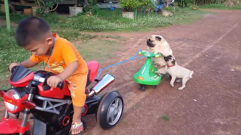 Pug puppy wants back on the motorcycle