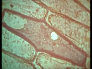 Научфильм биология фильм 4 растительная клетка