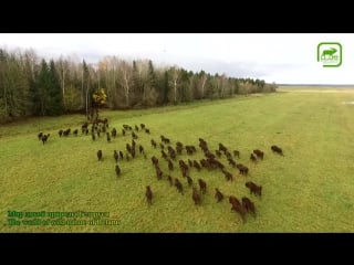 Зубры в дикой природе european bison