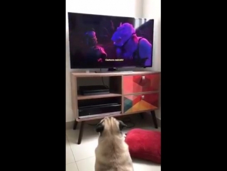 Pugs addict pablos watching movie hes just so cute!