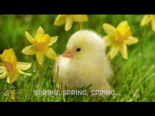 Spring, spring, spring! (melody makers) lyrics