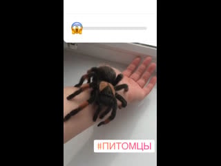 Паук птицеед brachypelma emilia