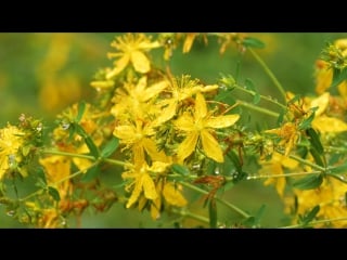 Jay soto black orpheus