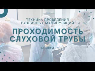 Проходимость слуховой трубы кошки