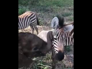 Слон и зебра (vhs video)