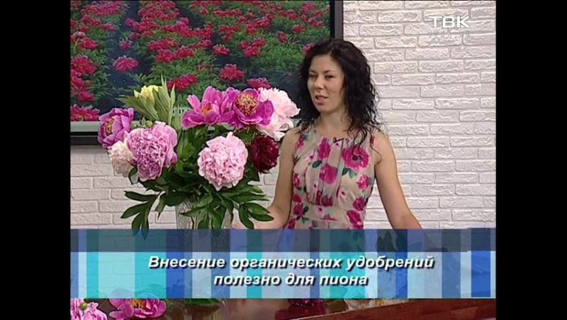 Красавцы пионы в саду