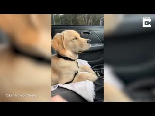 [caters clips] dog covers himself in mud after promising not to