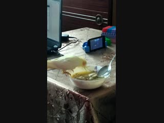 Vid 20190108 140745 mp4