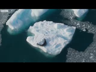 Sea leopard let pinguin live after chasing him for hours i wonder what was crossing in that leopards head at that time?