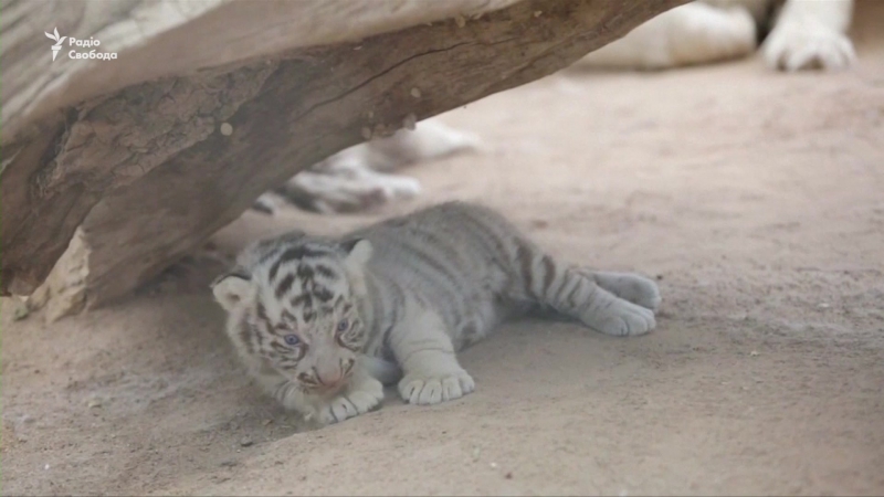 У мексиканському зоопарку показали двох дитинчат білого бенгальського тигра