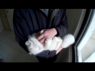 White persian cat enjoys being petted