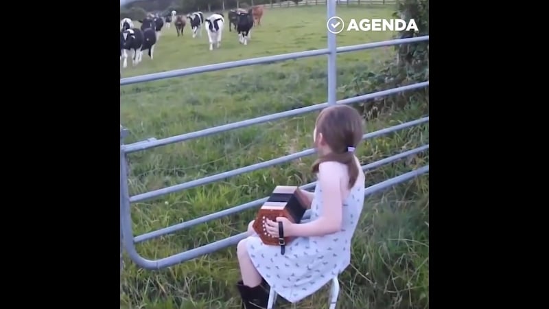 Коровы прибежали послушать гармонь