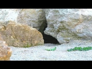 Felis manul or otocolobus manul, pallas cat