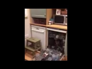 A fox gets stuck inside a dishwasher