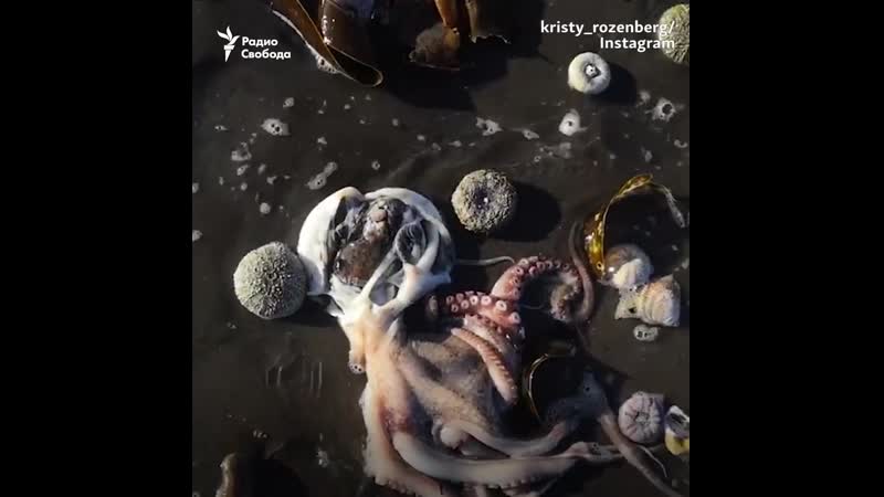 Гринпис об экологической катастрофе на камчатке