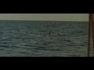 Jaws 4 1987 dvdrip axxo