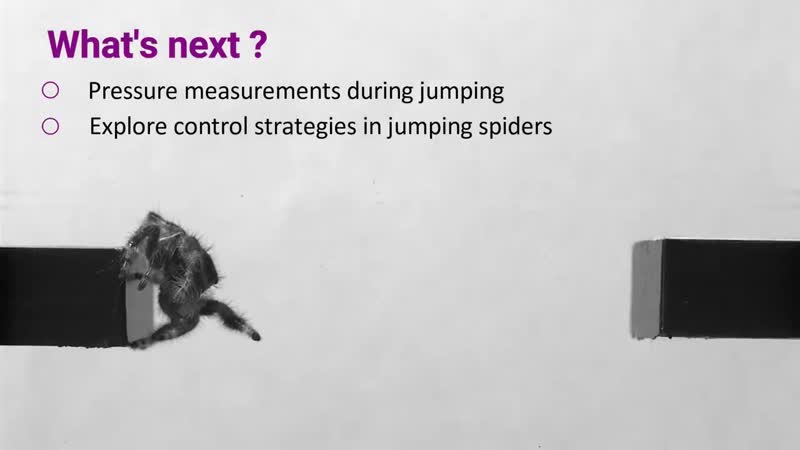 Scientists train spider to jump on demand