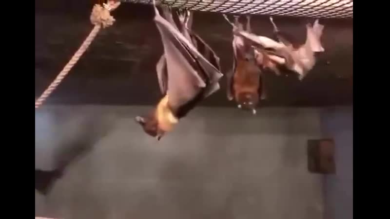 Как писяют летучие мыши