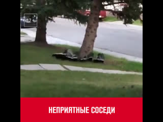 Порно видео соседи на даче