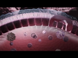 Immunology in the gut mucosa