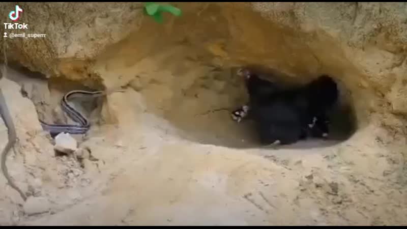 Курица защищает своих цыплят до последнего, змея отступила