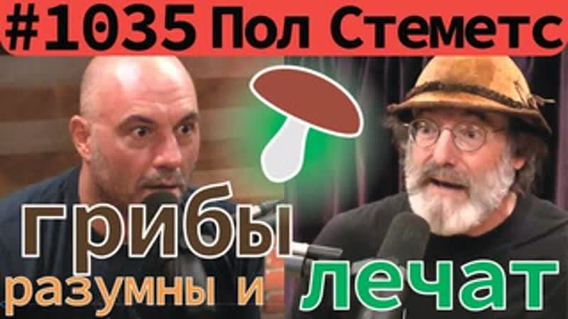 Джо роган пол стеметс о пользе грибов, мистических свойствах, разумности, кордицепсе и др