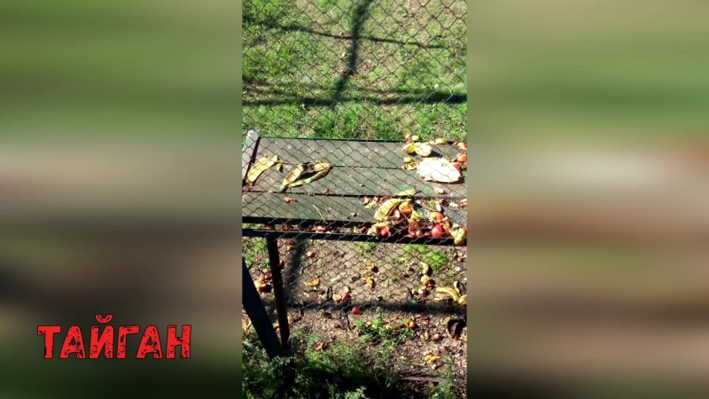 И обезьянам устроили свинарник(((