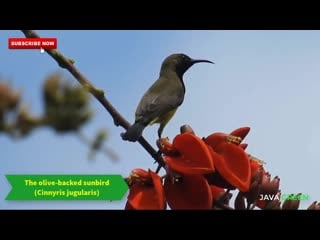 Olive backed sunbird / желтобрюхая нектарница / cinnyris jugularis