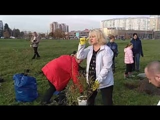 Сажаем ивы в парке