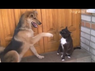 Antagonizing your little kitty sibling