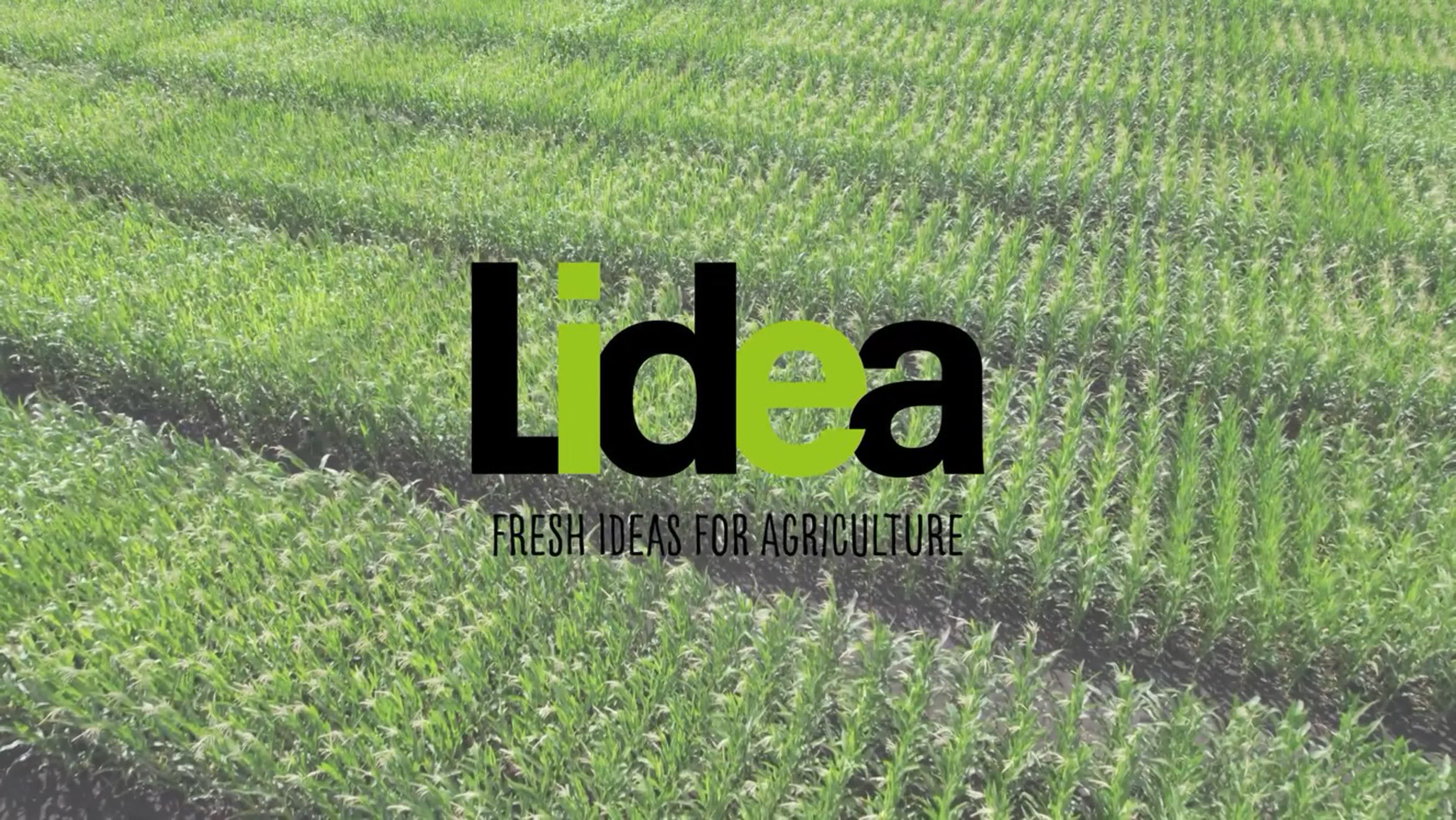 Lidea seeds в рф