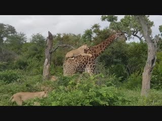 Lions climb on top of giraffe to bring it down