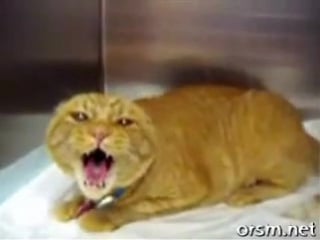 Нервный кот))