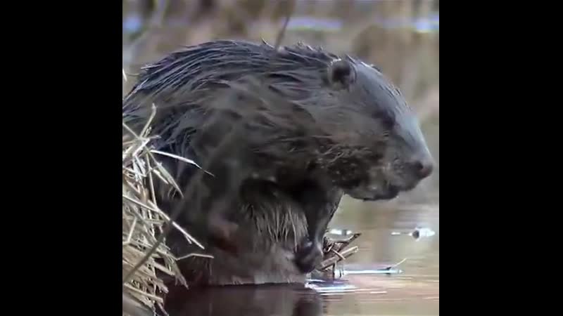 Бобры проснулись