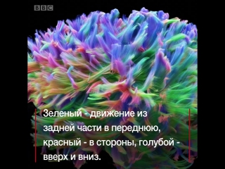 Раскраска для серого вещества 3d модель мозга человека